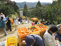 ミカン収穫援農