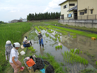 田植え補助